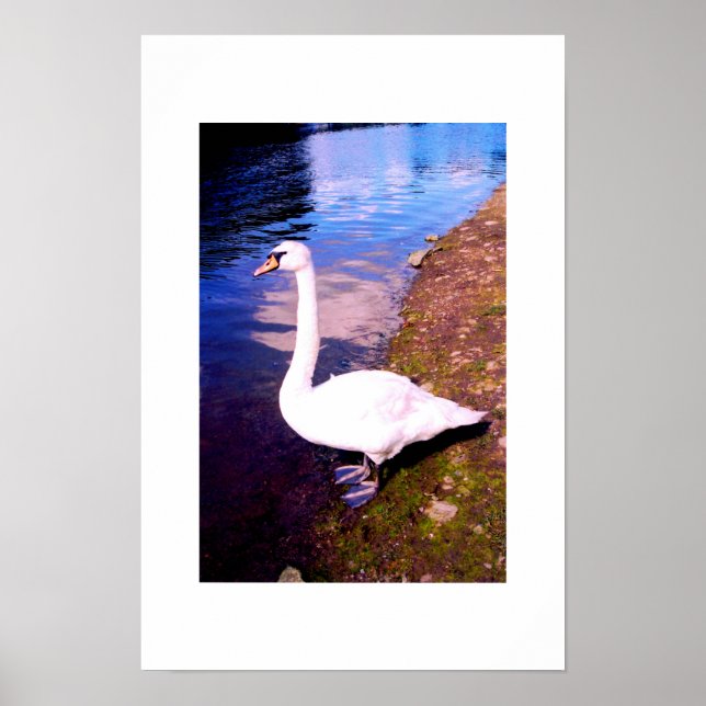 Pôster Cisne branco (Frente)