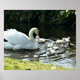Poster Cisne branco com Pintinhos