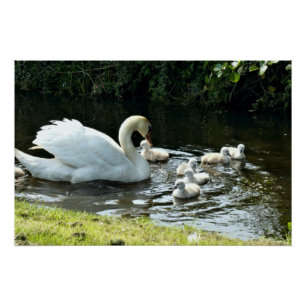Pôster Cisne branco com Pintinhos