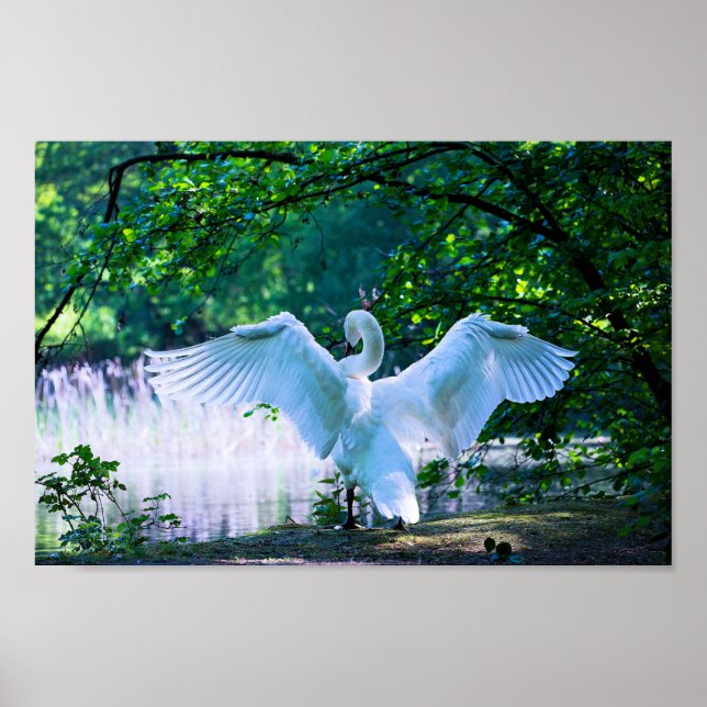 Poster Cisne Branco Elegante (Frente)
