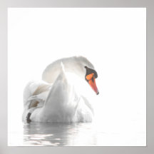 Cisne Branco em Água Nebulosa – Foto Minimalista d