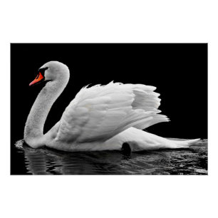 Pôster Cisne Branco no Lago