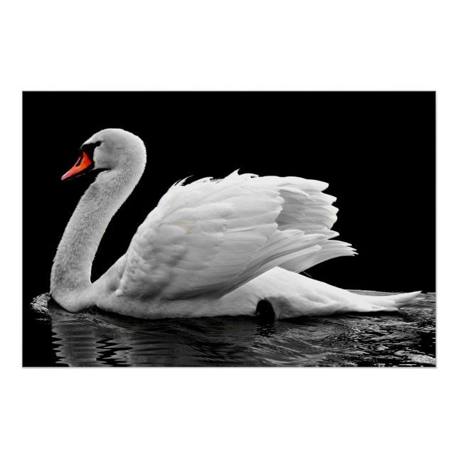 Pôster Cisne Branco no lago (Frente)