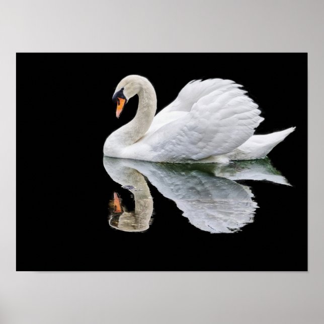 Poster Cisne branco sobre fundo preto (Frente)