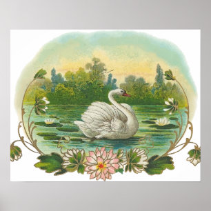 Pôster Cisne da natação