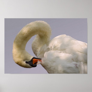 Poster Cisne de lama fechado