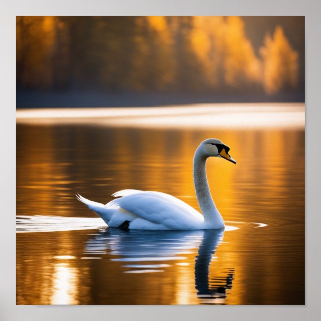 Poster Cisne Gracioso em um lago (Frente)