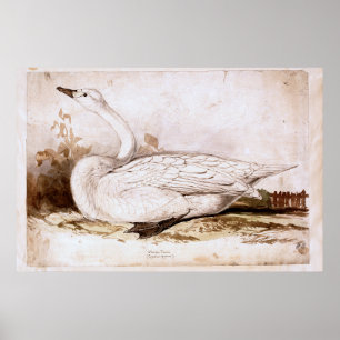Poster Cisne inteiro (cygnus cygnus) 1835, Lear, Edward