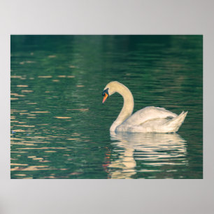 Poster Cisne-mudo