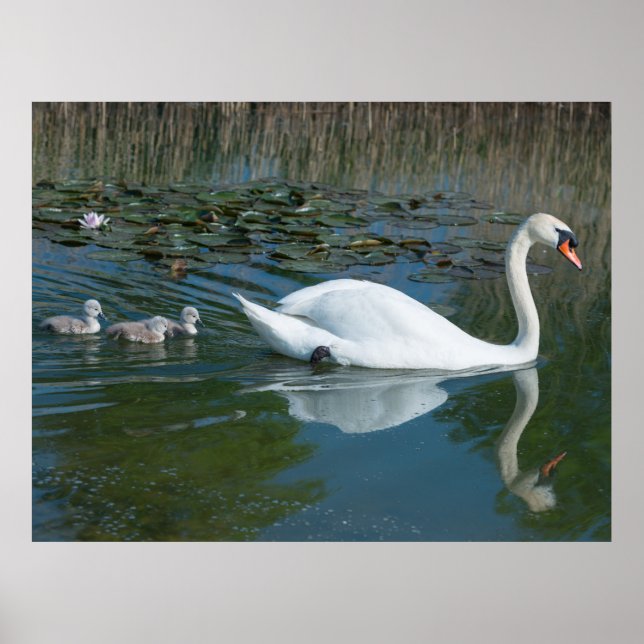 Poster Cisne mudo branco com cisnes filhotes no lago (Frente)