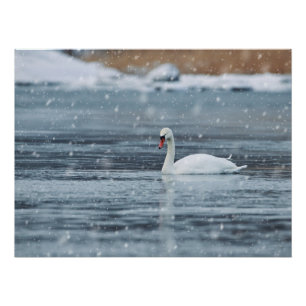 Pôster Cisne nas condições de inverno da nevada
