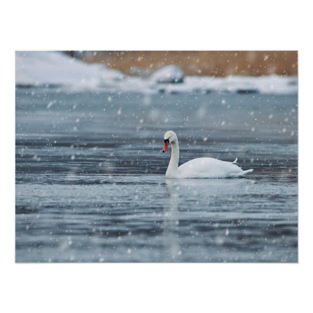 Pôster Cisne nas condições de inverno da nevada (Frente)