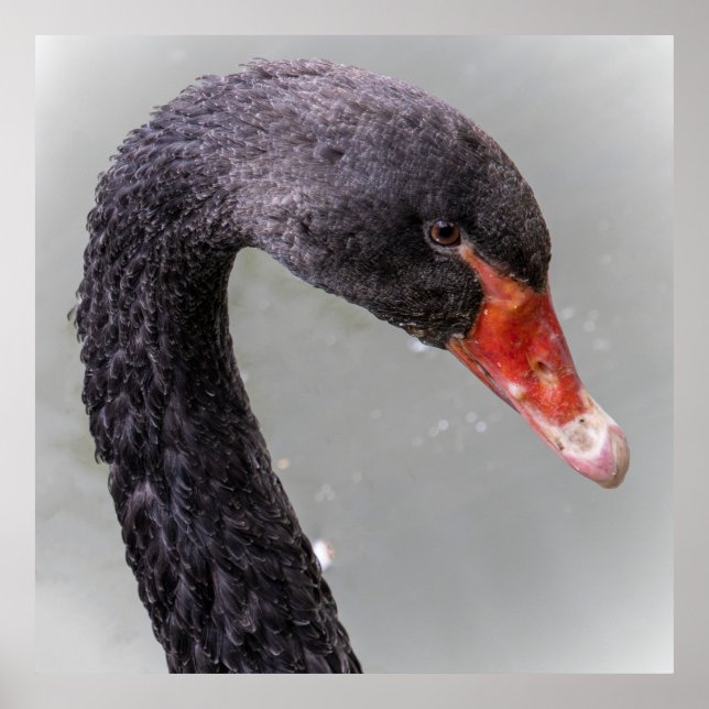 Poster Cisne Negro (Frente)