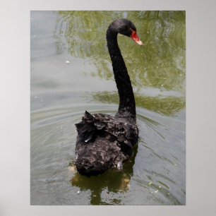 Poster Cisne Negro em Lagoa Tranquila
