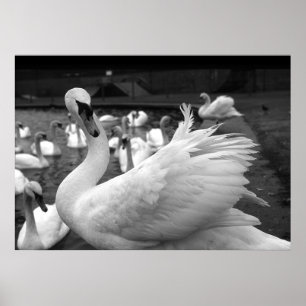 Poster Cisne no parque na ilha de Barry