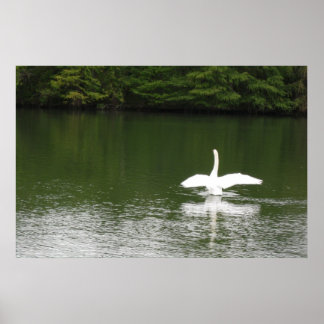 Poster Cisne no Town Lake