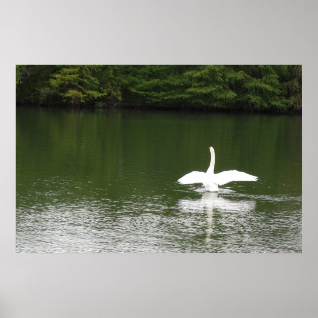 Poster Cisne no Town Lake (Frente)