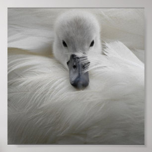 Poster Cisne, penas brancas bonitas, conforto da beleza
