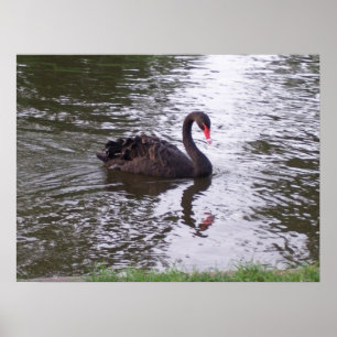 Pôster Cisne preta