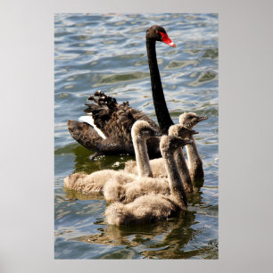 Pôster Cisne preta e Cygnets