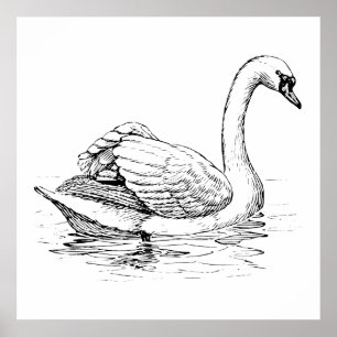 Pôster Cisne preto e branco