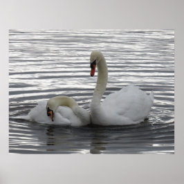 Poster Cisnes