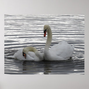 Poster Cisnes