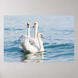 Poster Cisnes