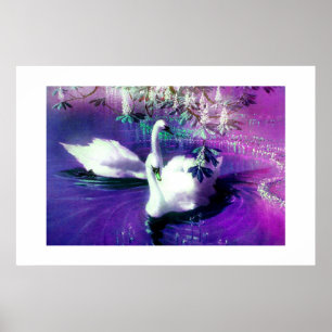 Poster Cisnes bonitas