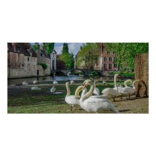 Pôster Cisnes brancas de Bruges
