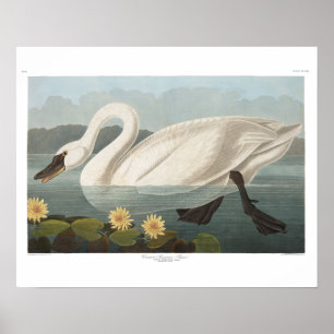 Pôster cisnes brancas de pássaro de audubon do cisne