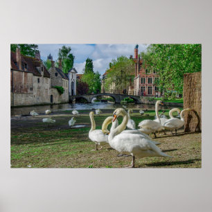 Poster Cisnes brancas no centro de Bruges