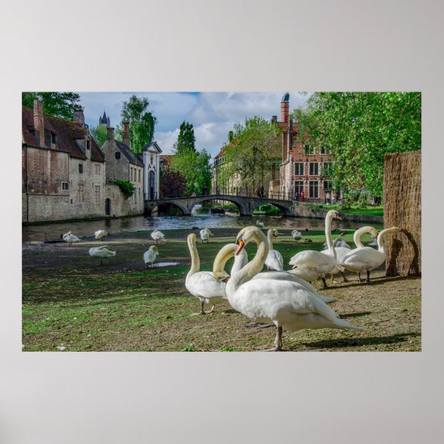 Poster Cisnes brancas no centro de Bruges (Frente)