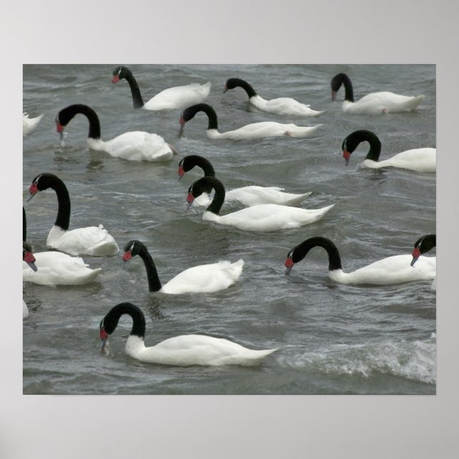 Poster Cisnes de pescoço negro (Cygnus melancoryphus) sob (Frente)