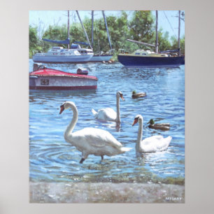 Poster cisnes e barcos do porto de christchurch
