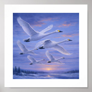 Poster Cisnes Gritones no Céu de Inverno – Aves Selvagens