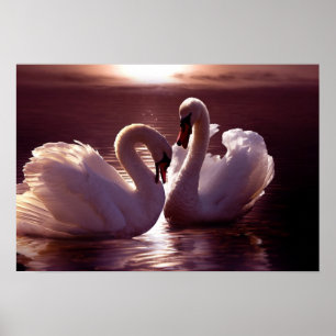 Pôster Cisnes Loving que formam um coração