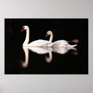 Pôster Cisnes mudas