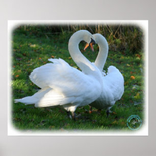 Pôster Cisnes mudas 9Y098D-012