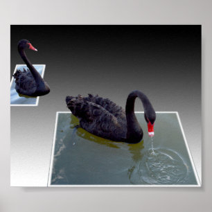 Poster Cisnes Negros Nadando Em Pôs Dimensionais,