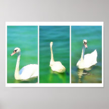 Cisnes no lago Balaton - triptych
