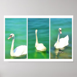 Poster Cisnes no lago Balaton - triptych