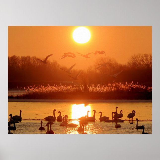 Poster Cisnes no lago de Sunset (Frente)