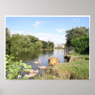 Poster Cisnes no rio Liffey Dublin Ireland