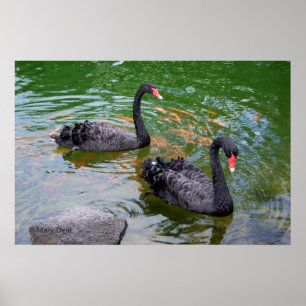 Poster Cisnes Pretas
