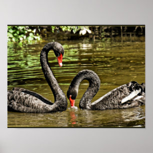 Poster Cisnes Pretas