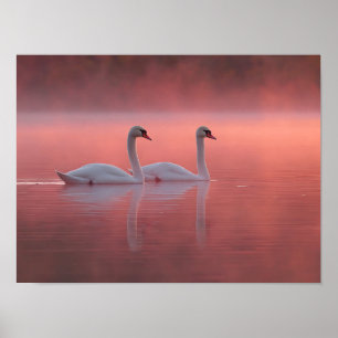 Poster Cisnes Românticos no Lago Rosa Névoa da Aurora