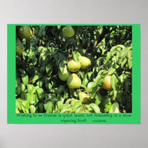 Poster Citação de amizade de Aristóteles