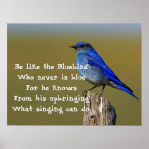 Poster Citações do Bluebird