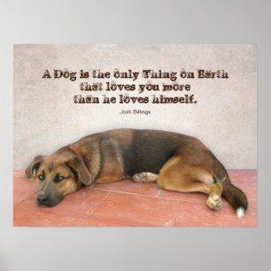 Poster Citações do cão